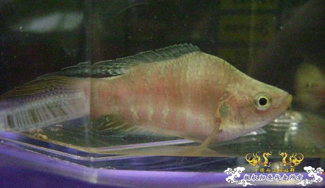 蛮可爱的畸形叉