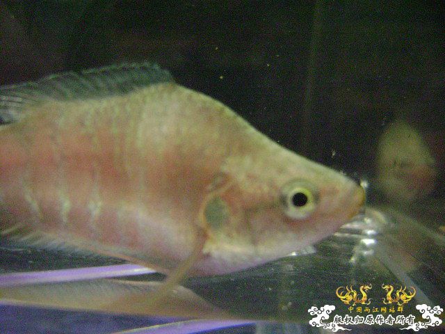 蛮可爱的畸形叉