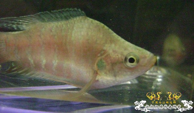 蛮可爱的畸形叉