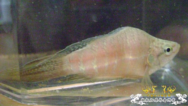 蛮可爱的畸形叉