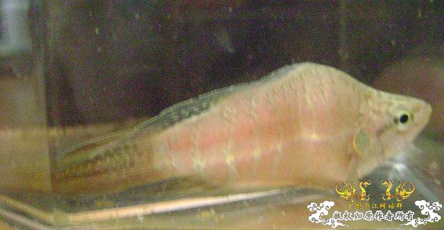 蛮可爱的畸形叉