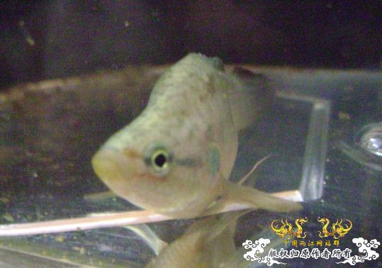 蛮可爱的畸形叉