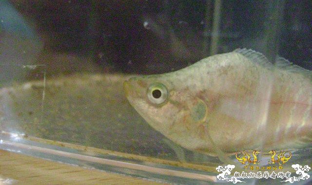 蛮可爱的畸形叉