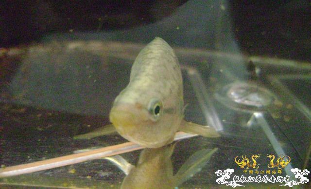 蛮可爱的畸形叉