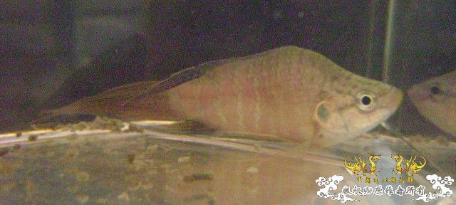 蛮可爱的畸形叉