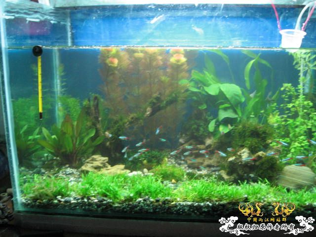 新建的草缸