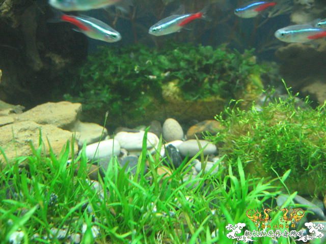 新建的草缸