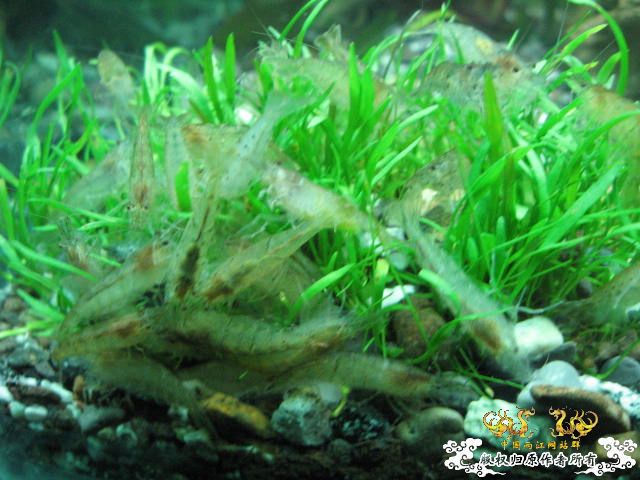 新建的草缸