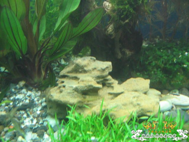 新建的草缸