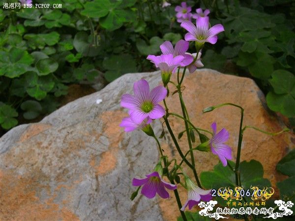 [转帖]这个是什么花?大家告诉我.