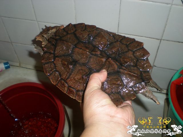 再次发发家里的2怪兽