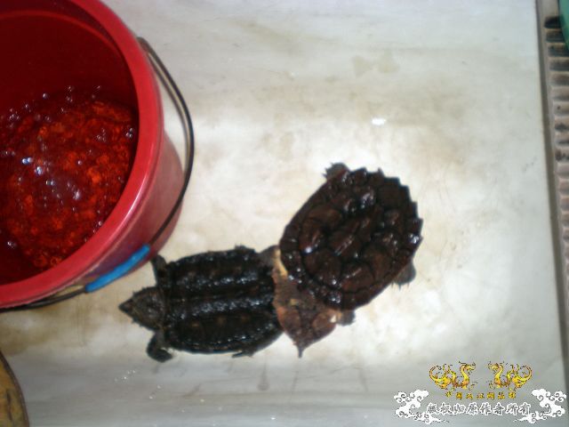 再次发发家里的2怪兽
