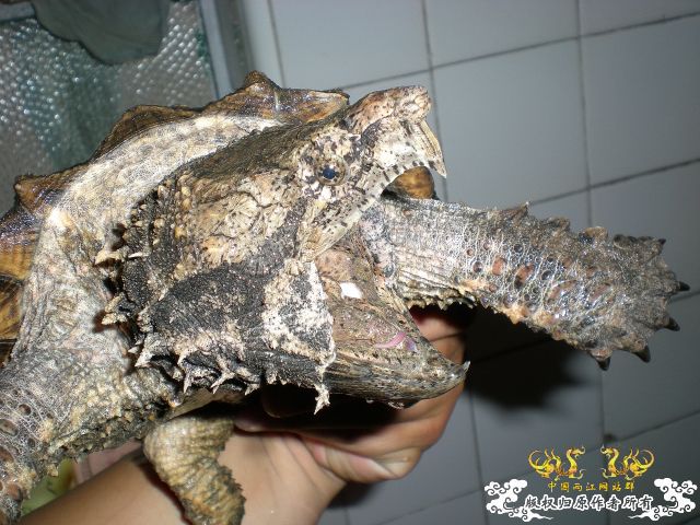 再次发发家里的2怪兽