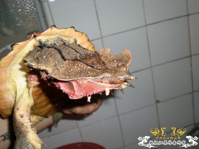 再次发发家里的2怪兽
