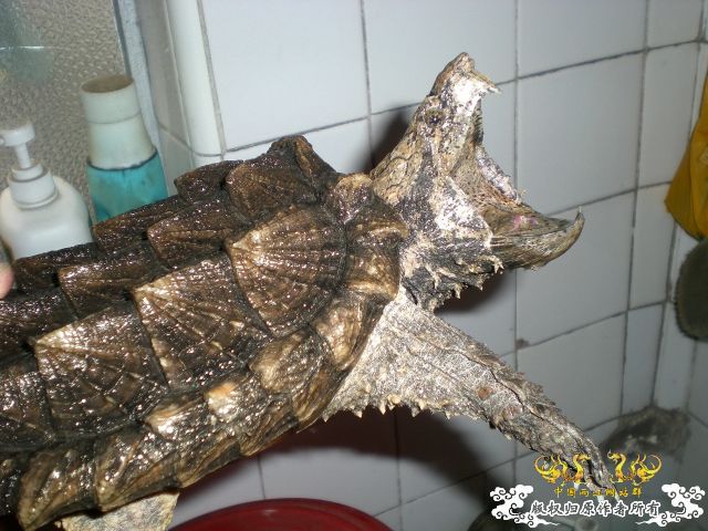再次发发家里的2怪兽