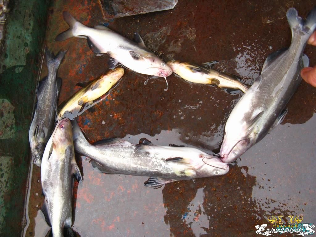 [转帖]长江随钓！