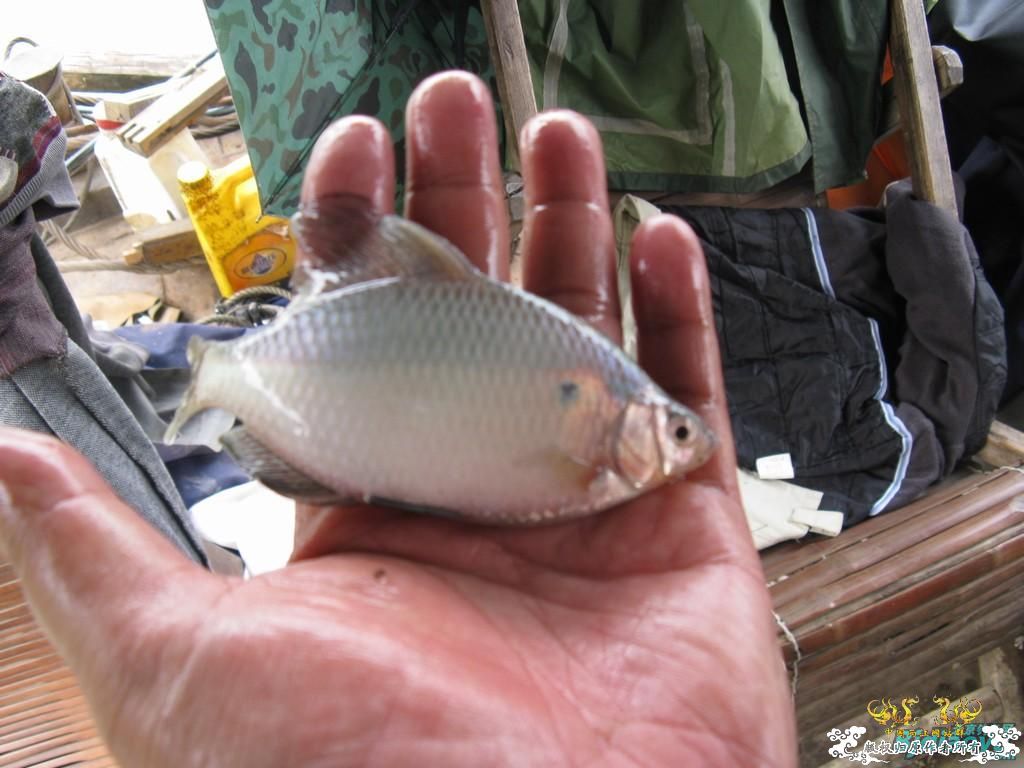 [转帖]长江随钓！