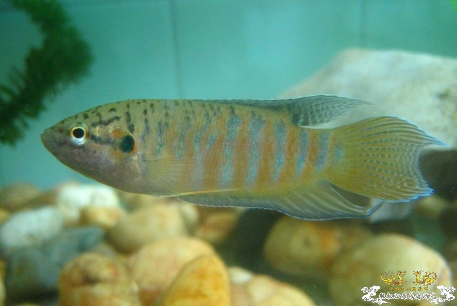 尾巴那里为什么会打折啊?