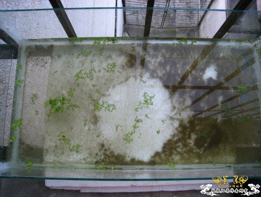 斗苗会自己游了可以直接移到养有水蚤的缸里吗? 斗苗会自己游了可以直接移到养有水蚤的缸里吗?