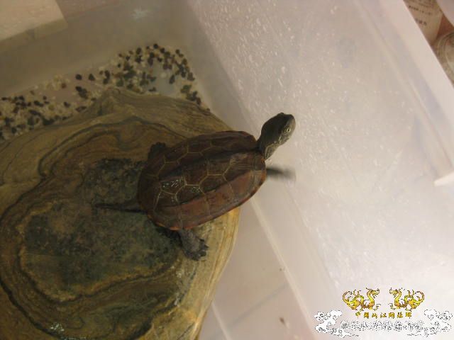 昨天野采收获 顺便帮忙认下鱼