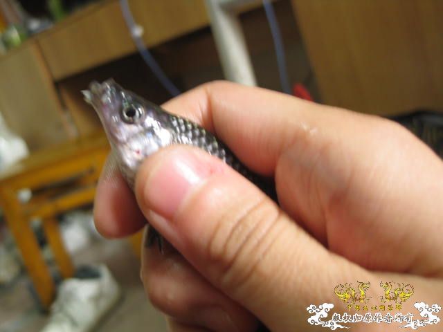 昨天野采收获 顺便帮忙认下鱼