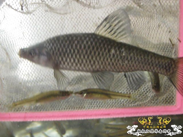 昨天野采收获 顺便帮忙认下鱼