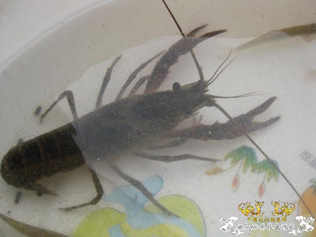 昨天野采收获 顺便帮忙认下鱼