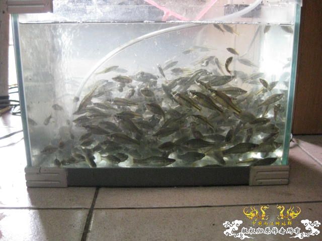 昨天野采收获 顺便帮忙认下鱼