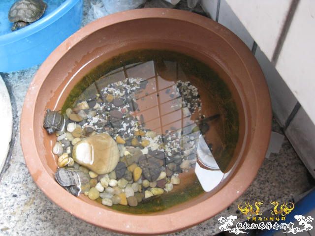 昨天野采收获 顺便帮忙认下鱼