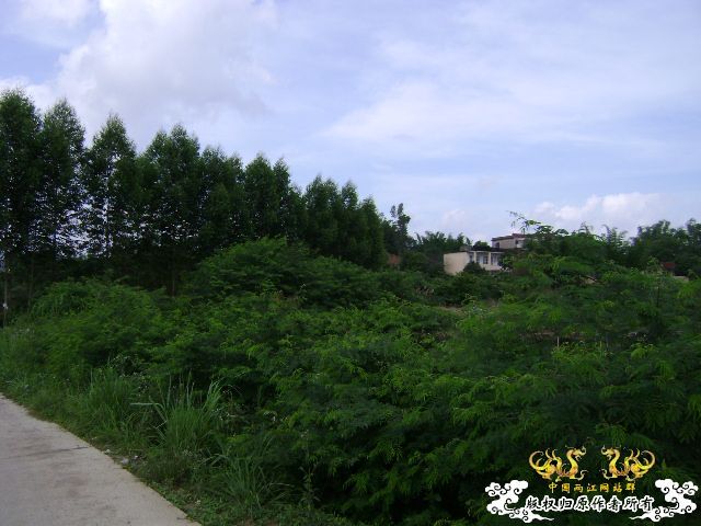 新坡游
