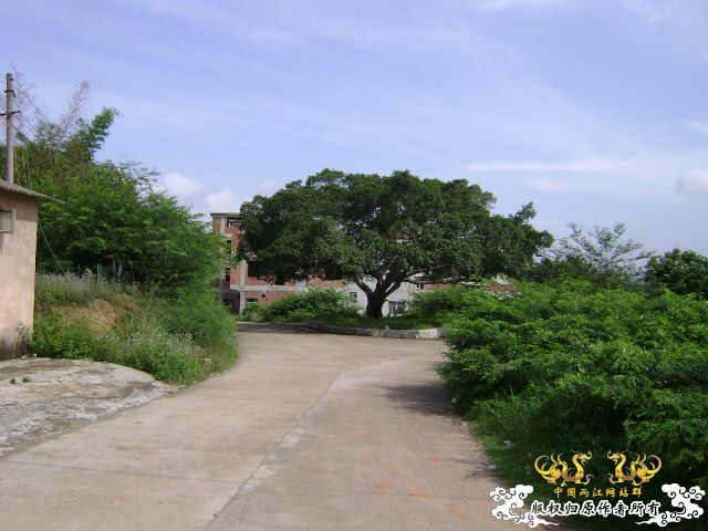 新坡游