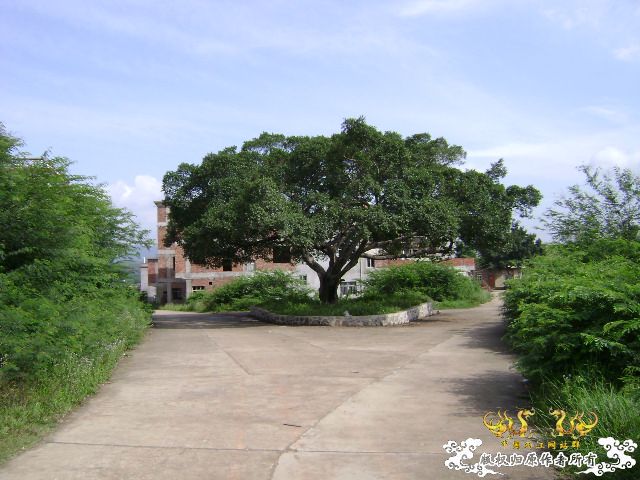 新坡游