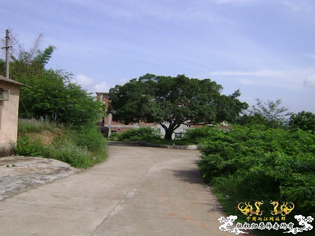 新坡游