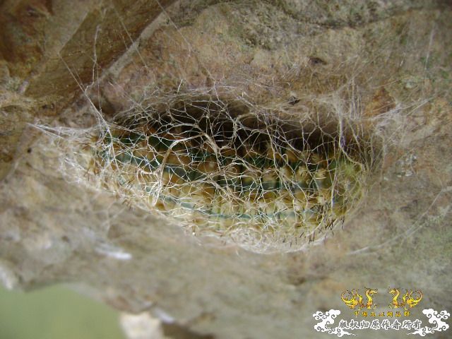 新坡游