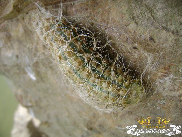 新坡游