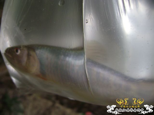 新坡游