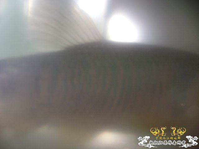 新坡游
