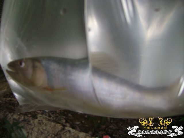 新坡游
