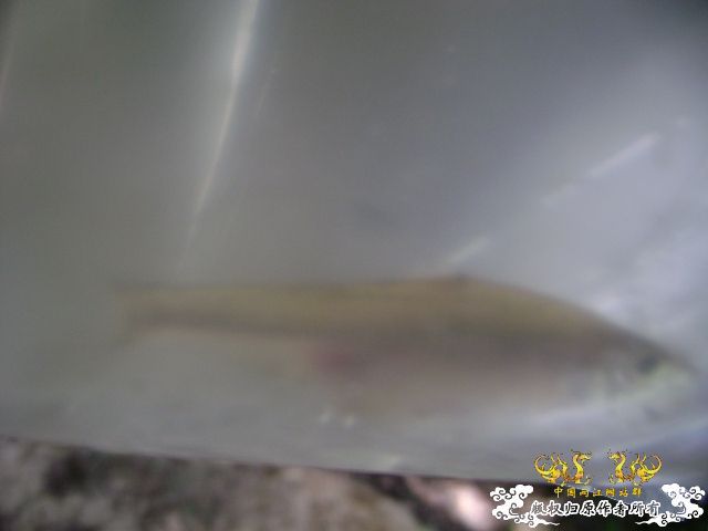 新坡游