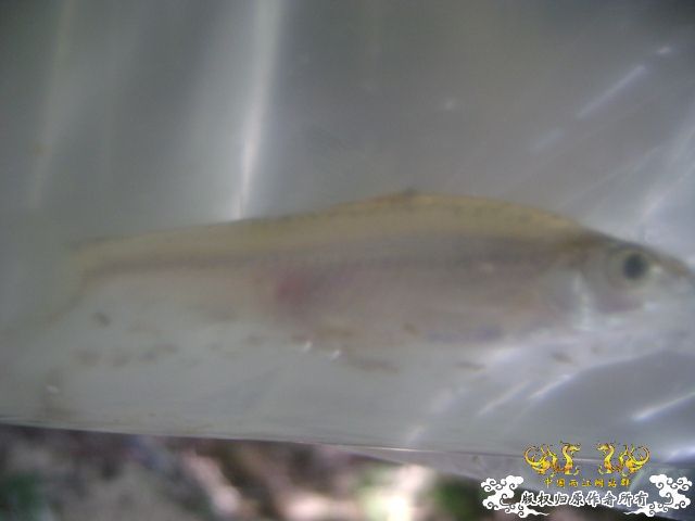 新坡游