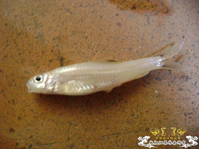 新坡游