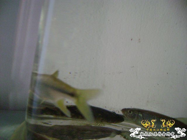 新坡游