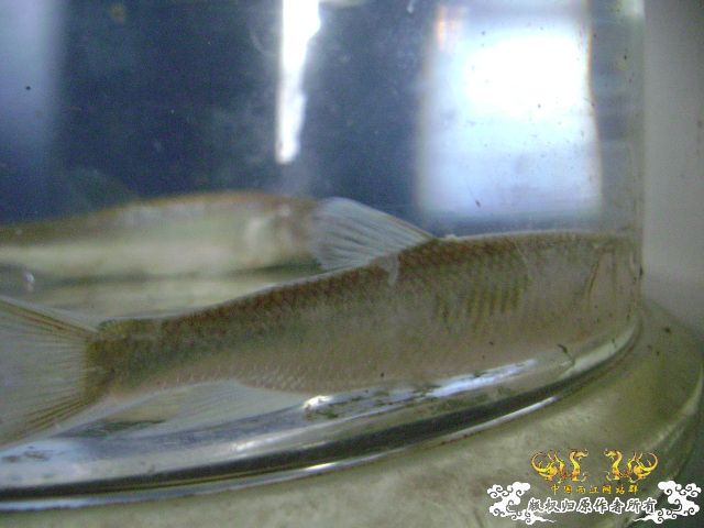 新坡游