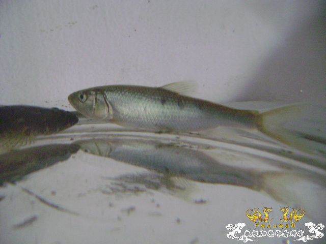新坡游