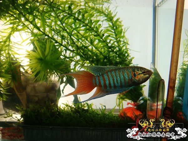 [分享]壮家叉系列之-壮家德保叉“羽化”6月15日