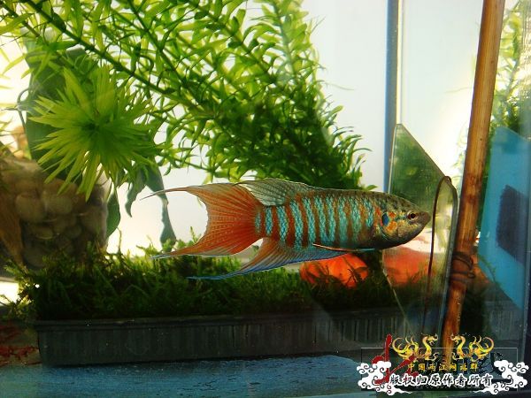 [分享]壮家叉系列之-壮家德保叉“羽化”6月15日