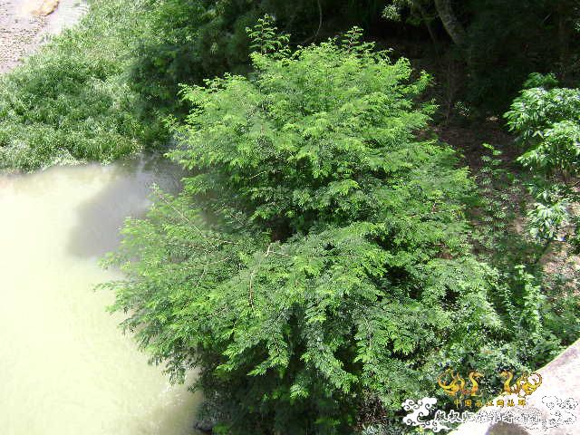 再次新坡游