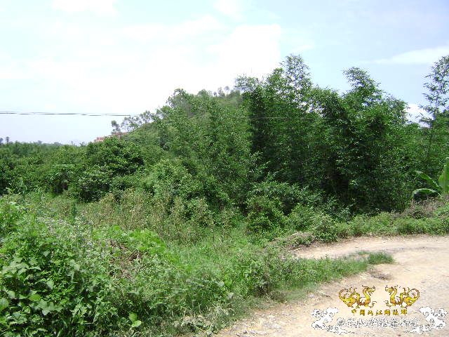 再次新坡游
