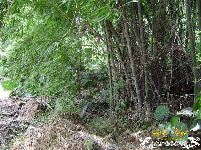 再次新坡游