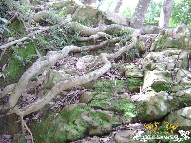 再次新坡游